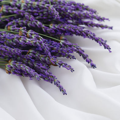 Our Herbs & Essential Oils - Lavender