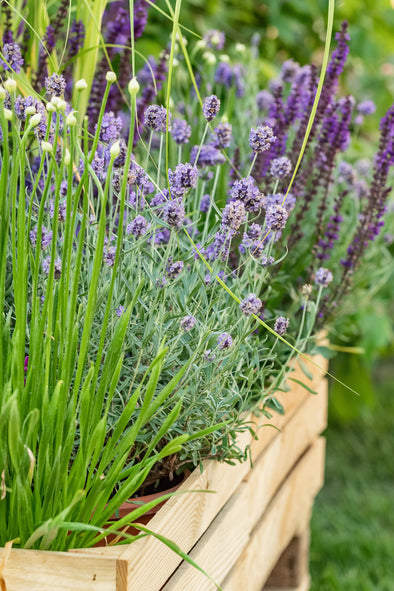 Creating Your Own Therapy Garden Growing Lavender