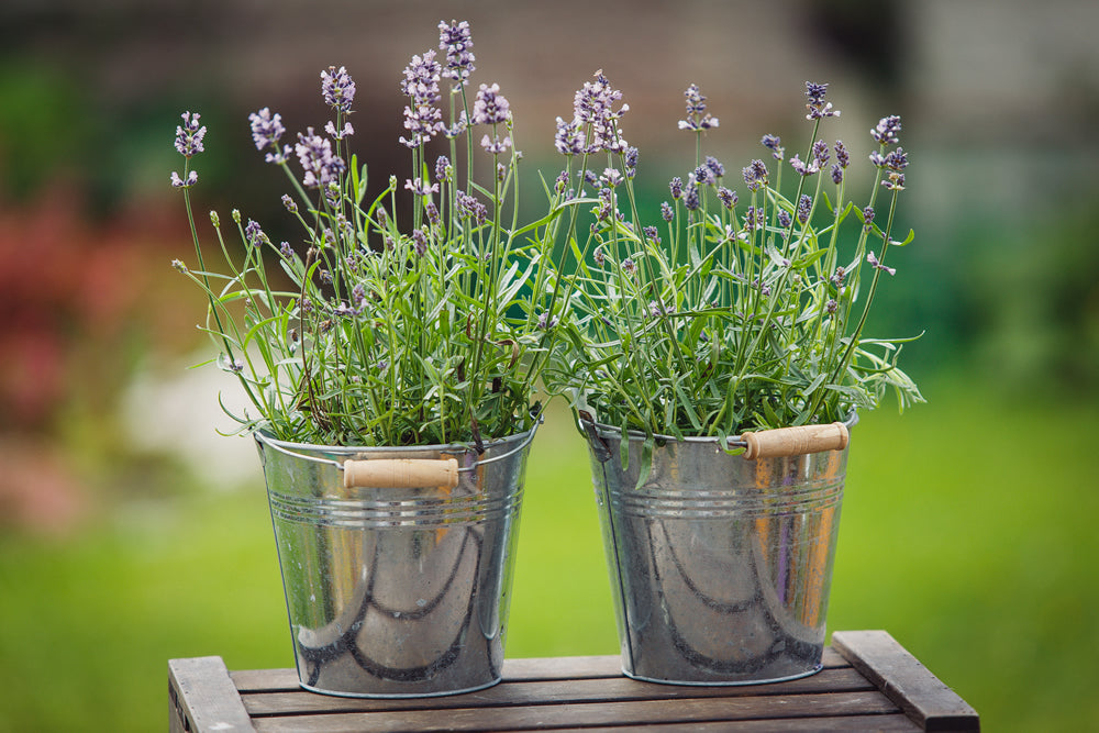 Can I grow lavender indoors? How it can boost sleep and wellbeing