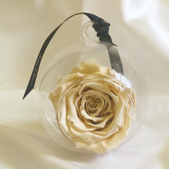 Cream Immortelle Rose In A Globe - Tibby Olivier